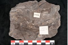 Foto (Objekt + Etikett) von Cinnamomum intermedium Ettingshausen (NHMW-GEO-2024-0188-10151)